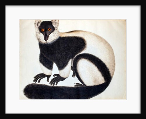 Black and white ruffed lemur by School Chinese