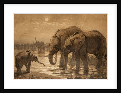 African Elephants by Joseph Wolf
