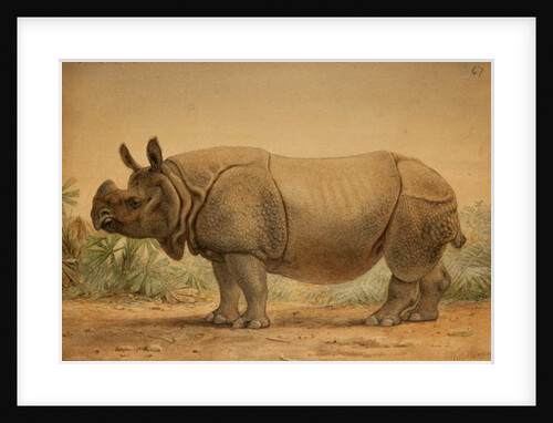 Indian Rhinoceros by Joseph Wolf