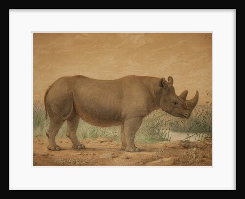 African Rhinoceros by Joseph Wolf