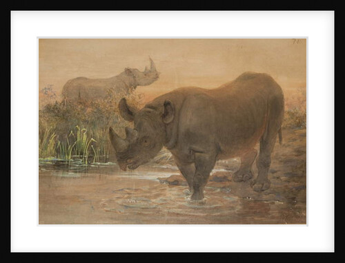 African Rhinoceros by Joseph Wolf