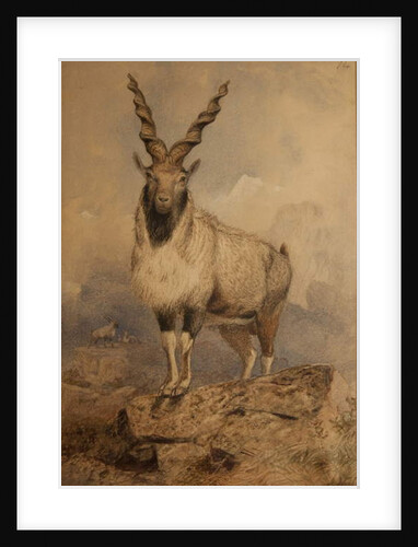 Markhoor by Joseph Wolf