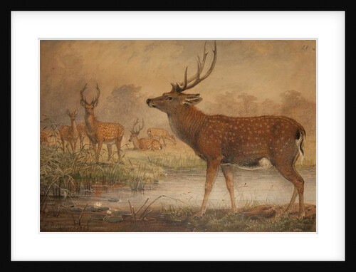 Manchurian Deer by Joseph Wolf