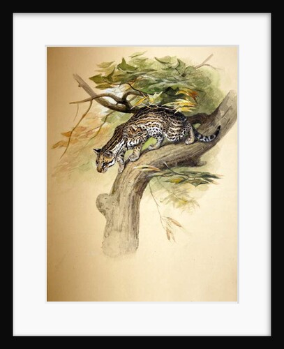 Ocelot, 1851 by Joseph Wolf