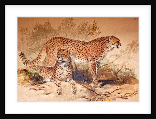 Cheetah, 1851-52 by Joseph Wolf