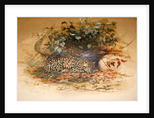 Ocelot, 1851-52 by Joseph Wolf