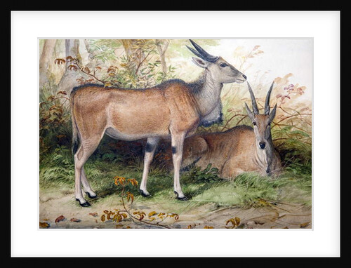 Elands, c.1850 by Joseph Wolf