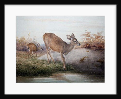 California Deer, c.1850 by Joseph Wolf
