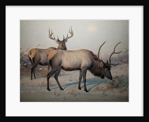 Wapiti, c.1850 by Joseph Wolf