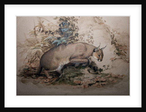 Caracal, 1851-69 by Joseph Wolf