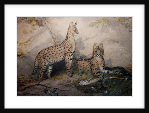 Serval, 1851-1869 by Joseph Wolf