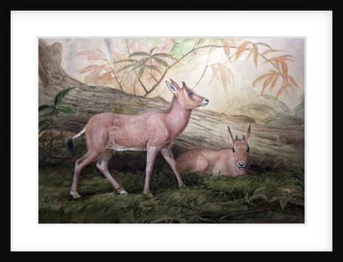 Scimitar Horned Oryx Calves, c.1850 by Joseph Wolf