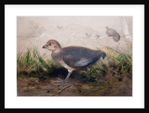 Megapodes, c.1850 by Joseph Wolf