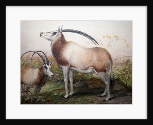 The Leucoryx Antelope, Oryx Leucoryx, c.1850 by Joseph Wolf