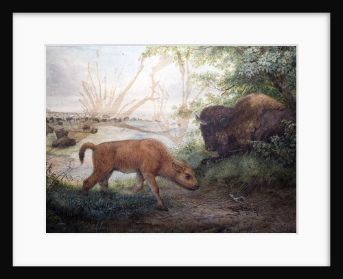 American Bison, 1850 by Joseph Wolf