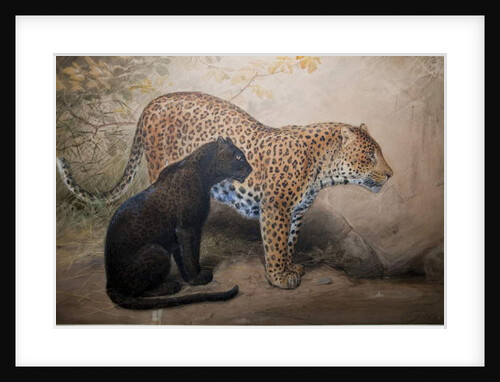 Leopards, 1851-69 by Joseph Wolf