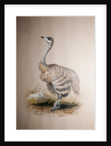 Ostrich, c.1850 by Joseph Wolf