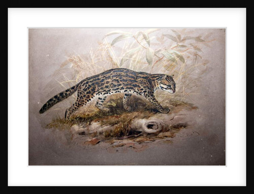 Ocelot, 1851-52 by Joseph Wolf