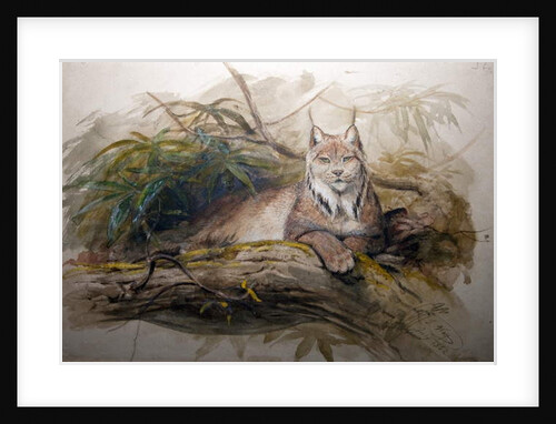 The Canadian Lynx, 1852 by Joseph Wolf
