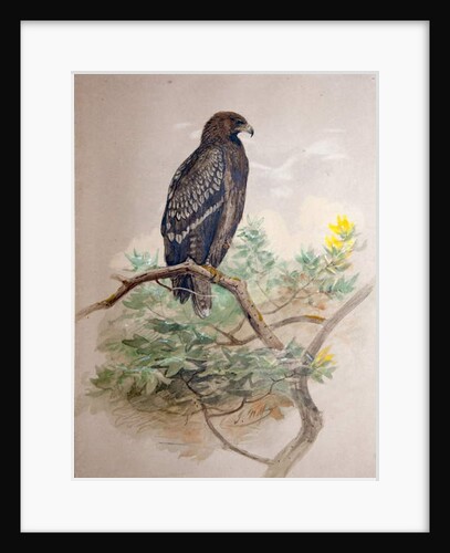 Spotted Eagle, 1856-67 by Joseph Wolf