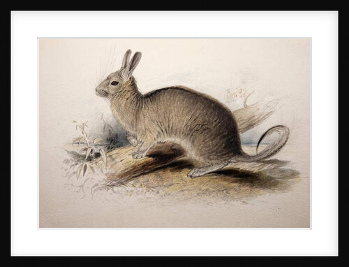 Lagotis cuvieri, 1833 by Edward Lear