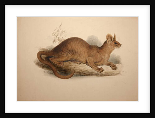 Cryptoprocta ferox, 1833 by Edward Lear