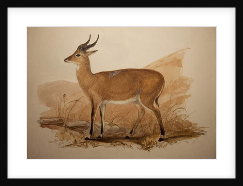 Kob Antelope, 1837 by Edward Lear