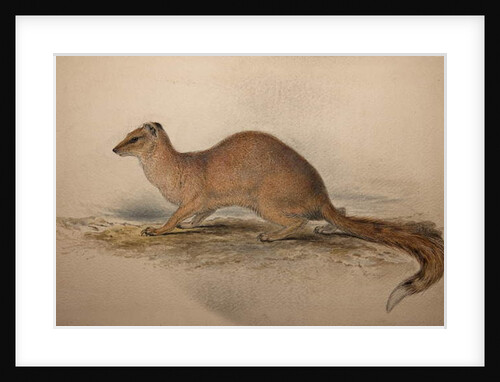 Cynictis steedmanii, c.1835 by Edward Lear