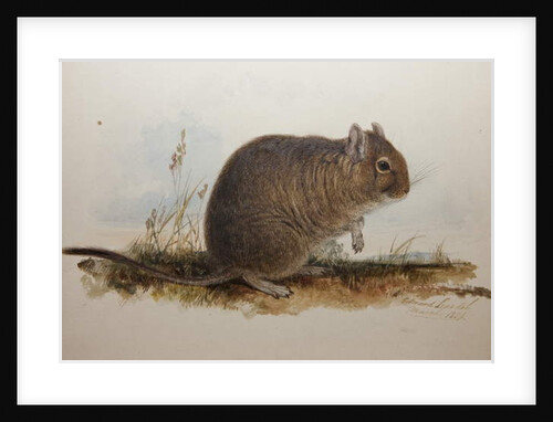 Octodon cumingii, 1836 by Edward Lear