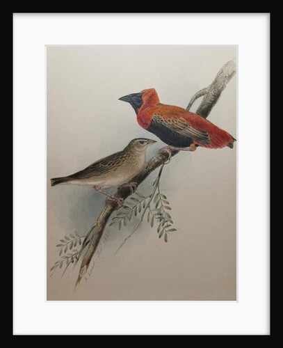 Northern Red Bishop, 1834 by Edward Lear