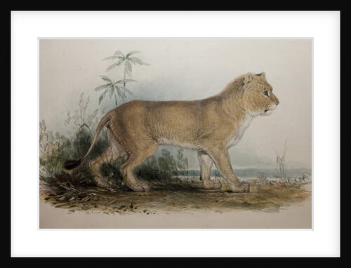 Maneless Lion of Guzerat, 1835 by Edward Lear