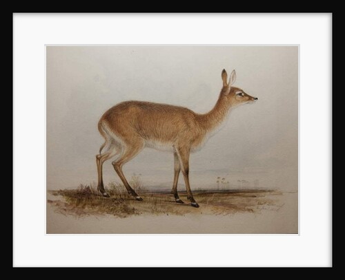 Red Lechwe, 1836 by Edward Lear