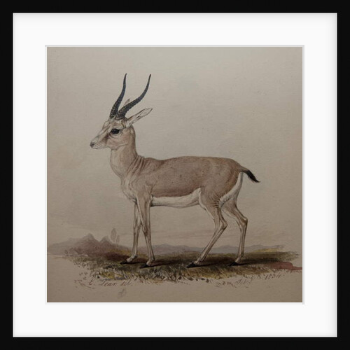 Antelope, 1834 by Edward Lear