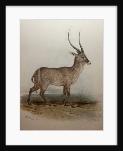 Bohor Reedbuck, 1834 by Edward Lear
