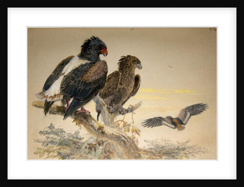 Bataleur Eagle, 1856-67 by Joseph Wolf