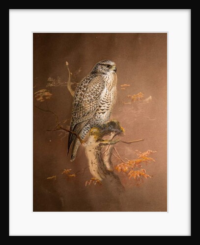 Iceland Falcon, 1856-67 by Joseph Wolf