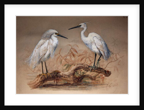 Egrets, 1867 by Joseph Wolf