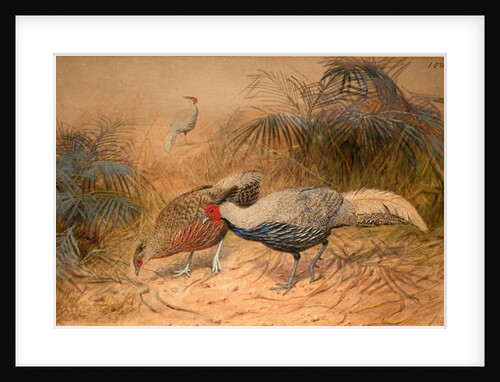 Lineated Kaleege, c.1851-76 by Joseph Wolf