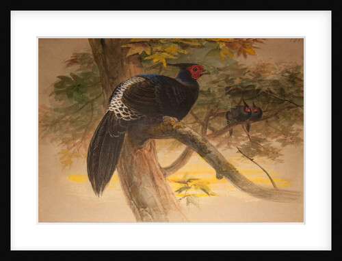 Purple Kaleege, c.1851-76 by Joseph Wolf
