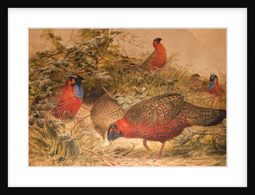 Horned Tragopan, c.1851-76 by Joseph Wolf