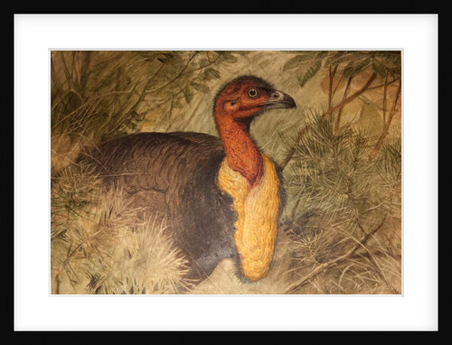 Brush Turkey, c.1851-76 by Joseph Wolf