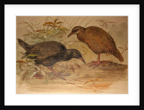 Weka Rail, c.1851-76 by Joseph Wolf