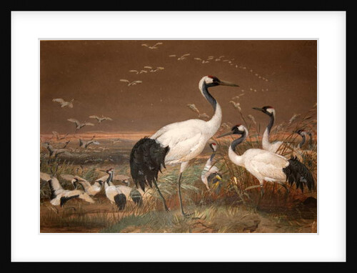 Manchurian Crane, c.1851-76 by Joseph Wolf
