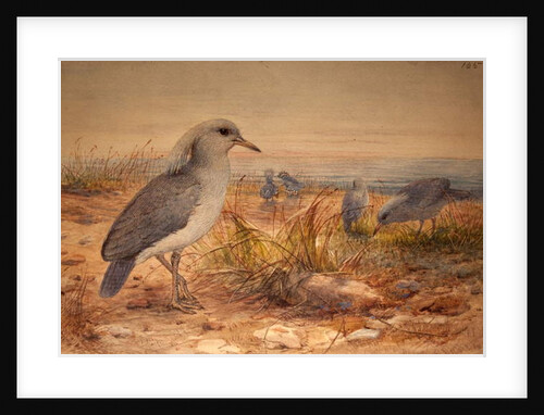 Kagu, c.1851-76 by Joseph Wolf