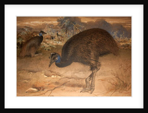 Bennett's Cassowary, c.1851-76 by Joseph Wolf