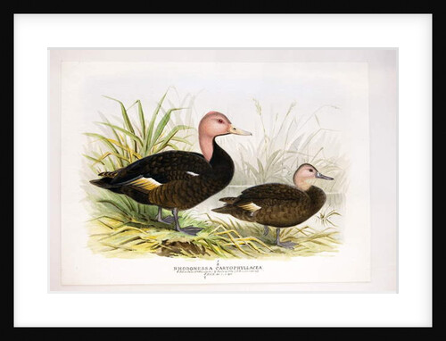 Pink-headed ducks, c.1896-1921 by Henry Jones
