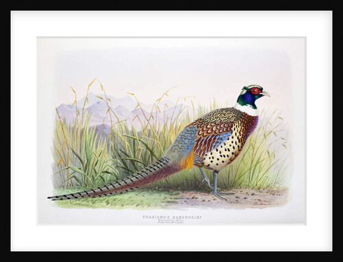 Phasianus hagenbecki, 1906-7 by Henry Jones