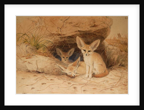 Fennec Fox - Canis cerdo by Joseph Wolf