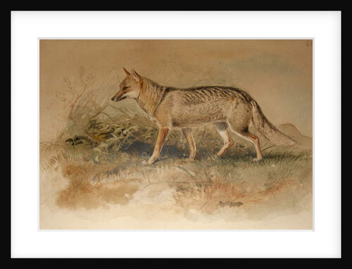 Azara's Fox - Canis azarae by Joseph Wolf