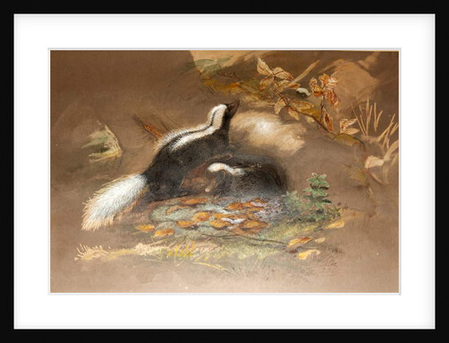 American Skunk by Joseph Wolf